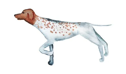 Watercolor image of pointer dog. Stock Illustration