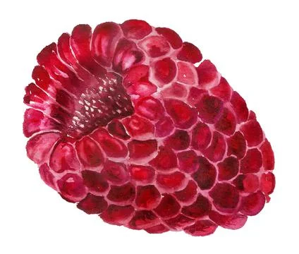 Watercolor image of raspberry Stock Illustration
