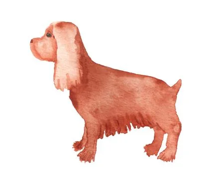 Watercolor image of spaniel. Stock Illustration