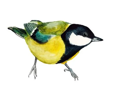 Watercolor image of tomtit Stock Illustration
