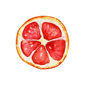 Watercolor isolated grapefruit slice. Stock Illustration