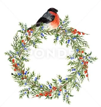 Watercolor juniper wreath with red berries and bullfinch. Hand painted evergreen Stock Illustration