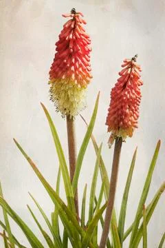 Watercolor kniphofia Stock Illustration