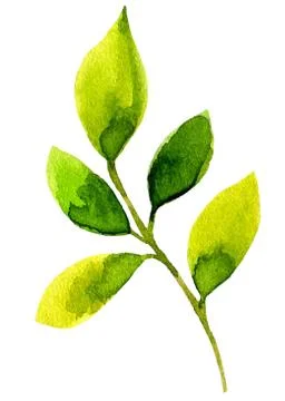 Watercolor leaf elements for design Stock Illustration