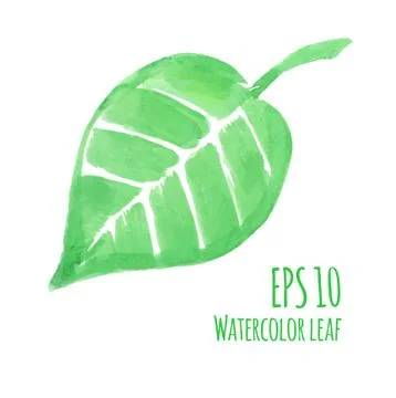 Watercolor leaf Stock Illustration