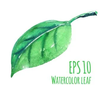 Watercolor leaf Stock Illustration