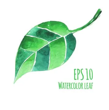Watercolor leaf Stock Illustration