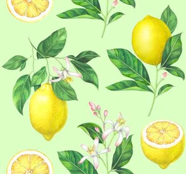 Watercolor lemon pattern on light green background Stock Illustration