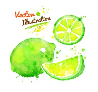 Watercolor lime Stock Illustration
