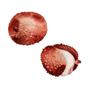 Watercolor lychee fruit Stock Illustration