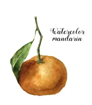 Watercolor mandarin with leaf. Hand painted orange citrus food illustration Stock Illustration