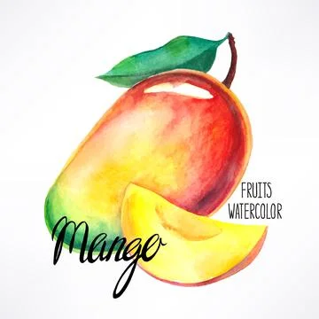 Watercolor mango Illustrazione stock