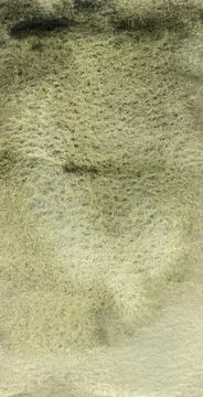 Watercolor olive background Stock Illustration