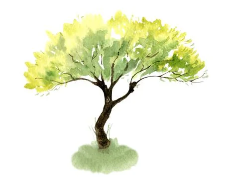 Watercolor Olive Tree Stock Illustration