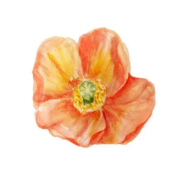 Watercolor orange poppy Stock Illustration