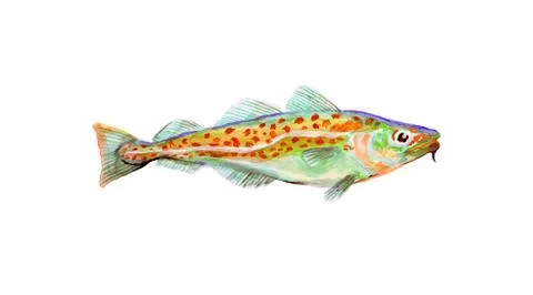 Watercolor painting codfish. Cod atlantic, vector illustration 스톡 일러스트