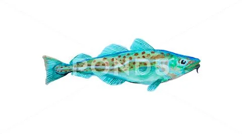Watercolor painting codfish. Cod atlantic, vector illustration ...
