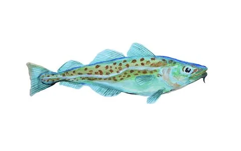 Watercolor painting codfish. Cod atlantic. Stock Illustration