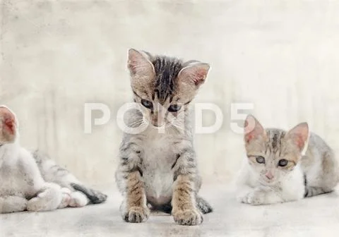 Watercolor Painting of Cute Tabby Kitten on The Floor Stock Photos