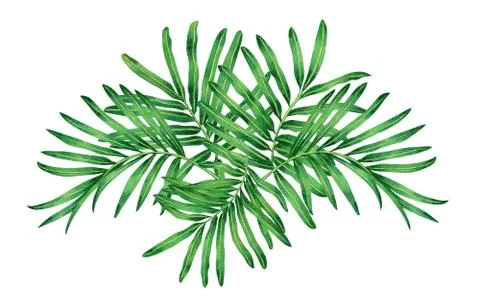 Watercolor painting fern,tropical,green leaves,palm leaf isolated background. Stock Illustration