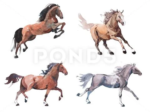 Watercolor painting of galloping horse, free running mustang aquarelle Stock Illustration