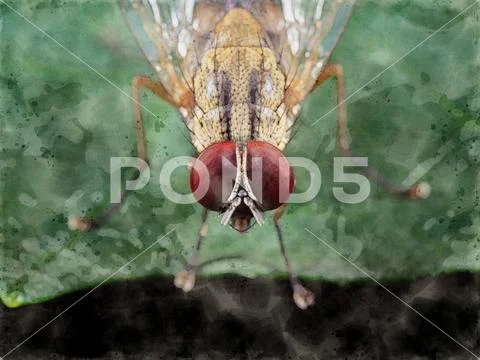 Watercolor Painting of Housefly on Green Leaf Stock Photos