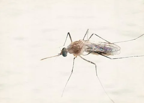 Watercolor Painting of Mosquito on The Floor Stock Photos