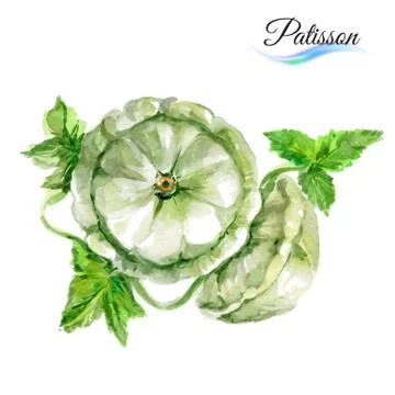 Watercolor patisson Stock Illustration