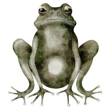 Watercolor pattern featuring frog, lily, dragonfly, and marsh elements for .. Stock Illustration