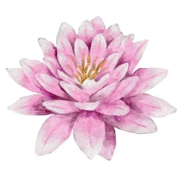 Watercolor pattern featuring frogs and dragonflies among pink lilies in a m.. Stock Illustration