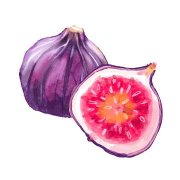Watercolor patterns with figs. Fig purple fruits on white background. 스톡 일러스트