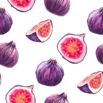 Watercolor patterns with figs. Fig purple fruits on white background. 스톡 일러스트