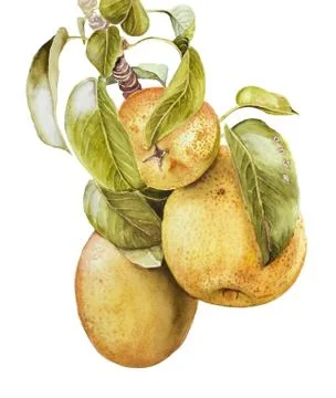 Watercolor with pears Stock Illustration