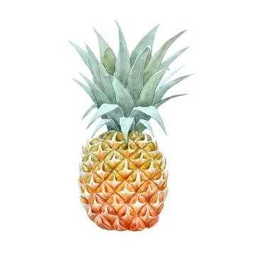 Watercolor pineapple fruit Stock Illustration