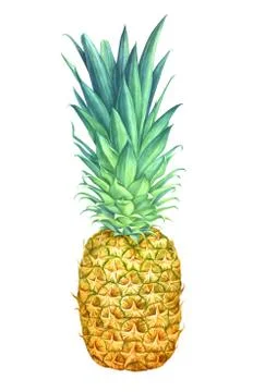 Watercolor pineapple isolated on white background. Stock Illustration