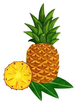 Watercolor pineapple with slice and leaf. Tropical t shirt design. Stock Illustration