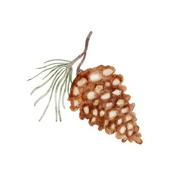 Watercolor pinecones on pine branch. Vector cut out, handmade not AI Stock Illustration