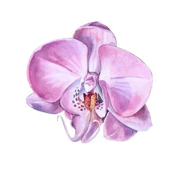 Watercolor pink orchid flower isolated on white background. Summer or spring Stock Illustration