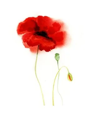 Watercolor poppies on a white background Stock Illustration