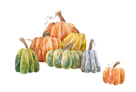 Watercolor pumpkin pile composition with rustic colorful autumn squashes is.. イラスト素材