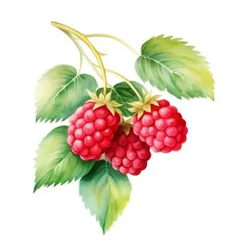 Watercolor raspberry on a branch Stock Illustration