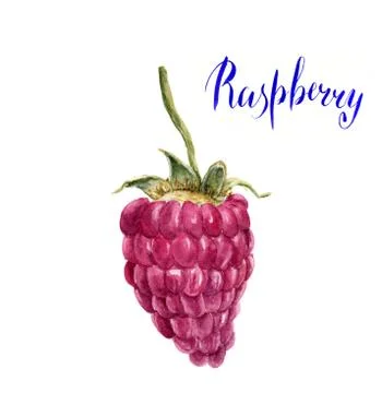 Watercolor raspberry with lettering Raspberry. Hand drawn arti Stock Illustration