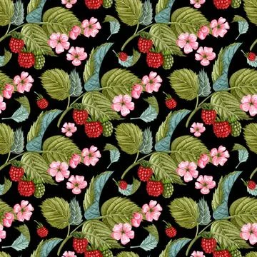 Watercolor raspberry seamless pattern on black. Raspberry berries and flow... Stock Photos