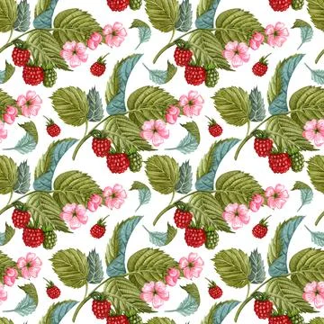 Watercolor raspberry seamless pattern on white. Raspberry berries and flowers Stock Illustration