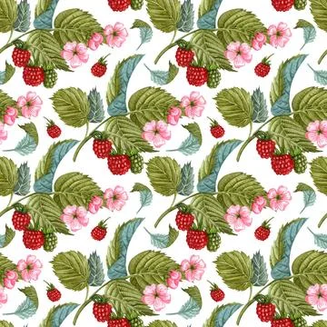 Watercolor raspberry seamless pattern on white. Raspberry berries and flow... Stock Photos