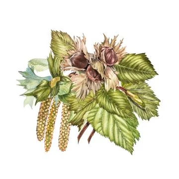 Watercolor realistic illustration of hazelnuts. Set of watercolor hazelnuts Stock Illustration