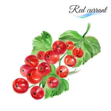 Watercolor red currant Stock Illustration