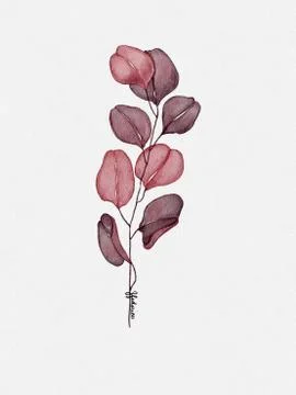 Watercolor Red Eucalyptus Stock Illustration