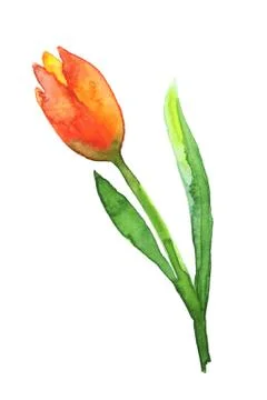 Watercolor red tulip. Vector on white. Stock Illustration