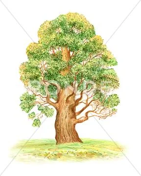 Watercolor retro big oak Stock Illustration